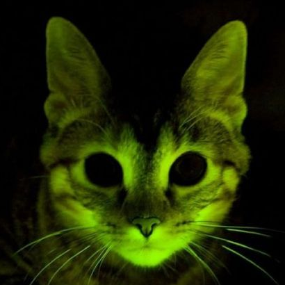 Glowing Cat Software logo